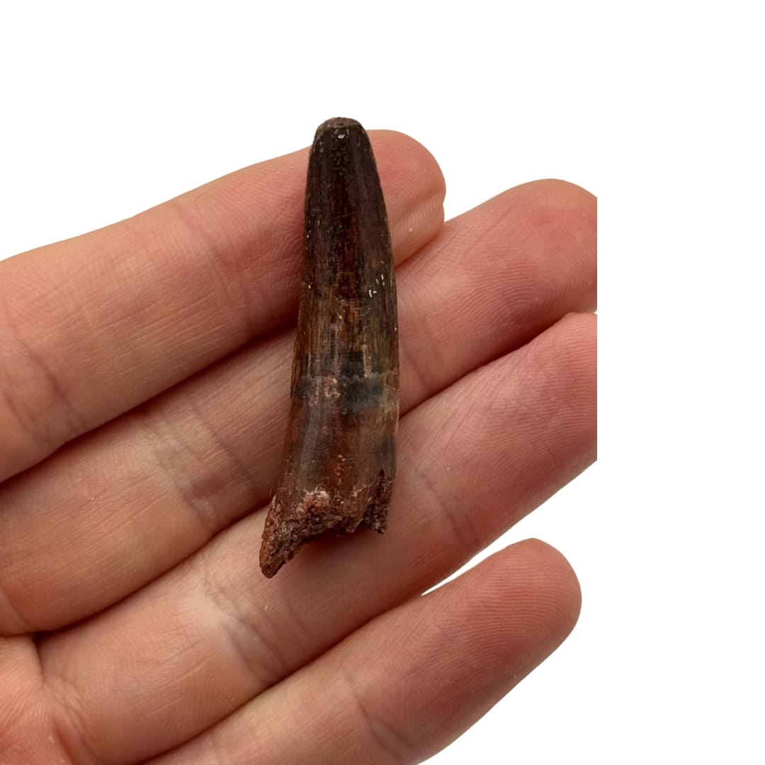 Dent de Spinosaurus - Maroc