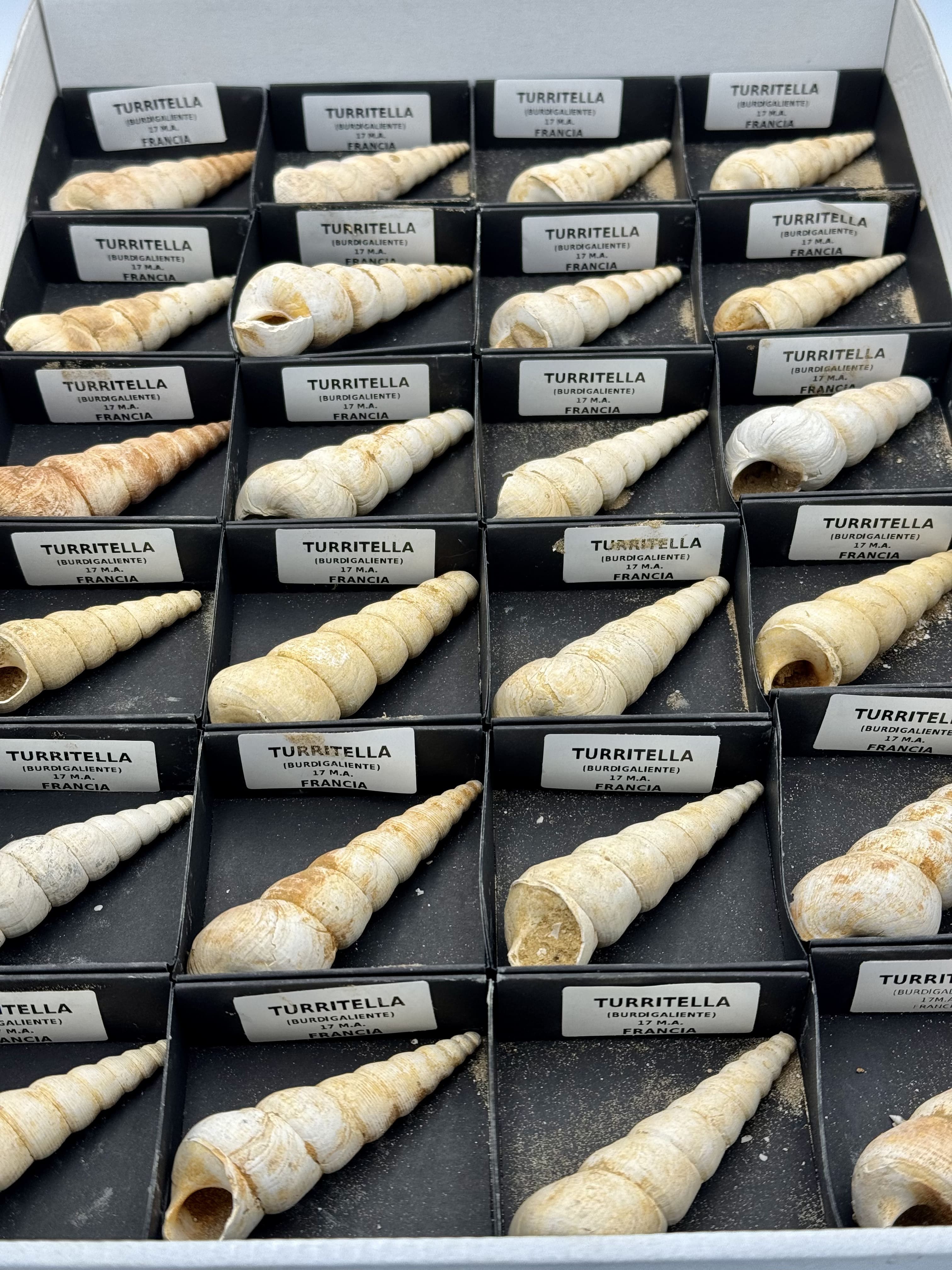Fossile de Turritella (Escargot Marin) - France, Bordeaux