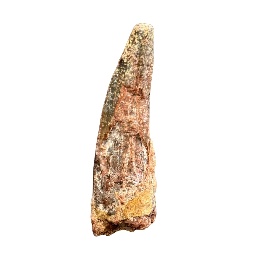 Dent de Spinosaurus Massive - Maroc