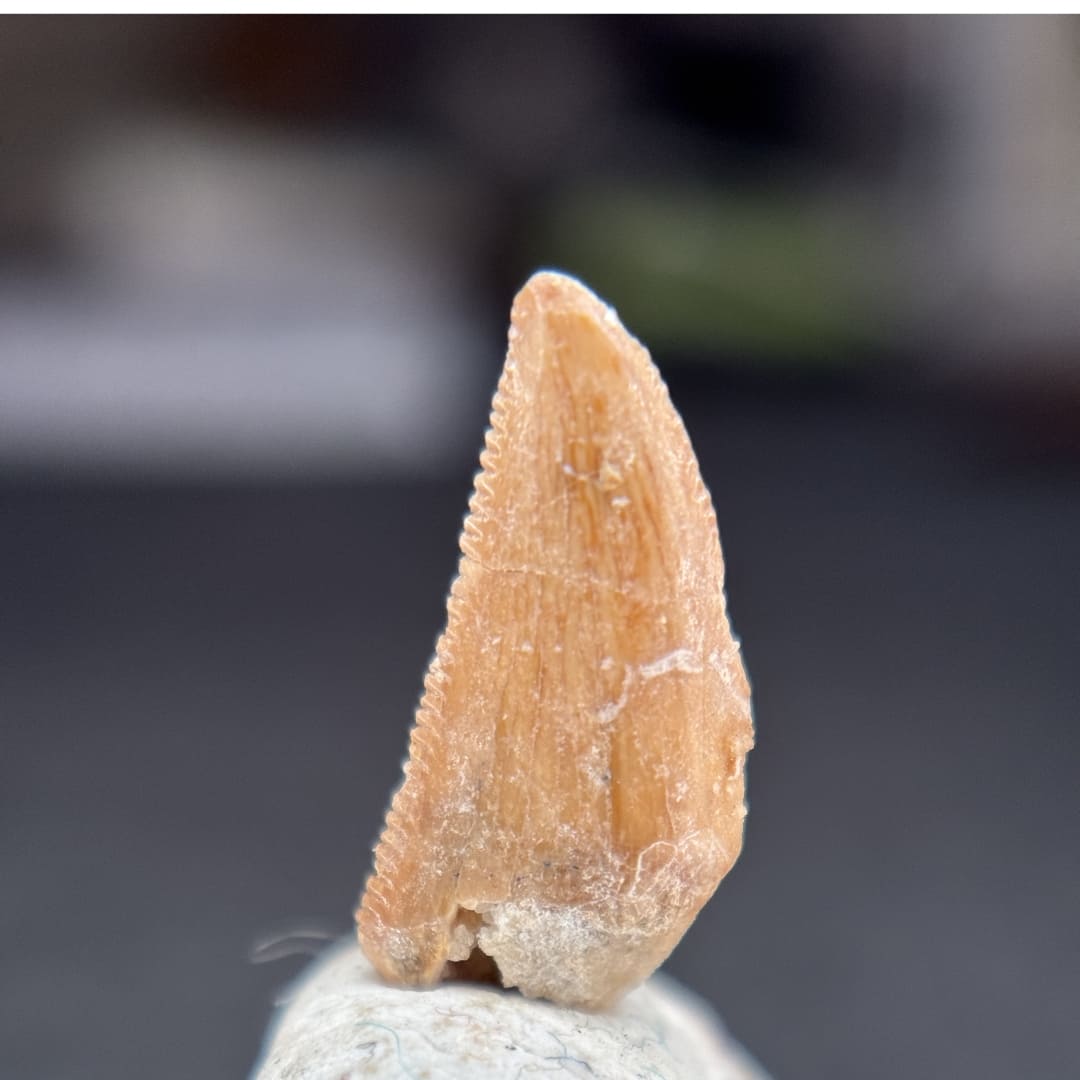 Dent de Dinosaure à Dentelures (Abelisauridae) - Maroc