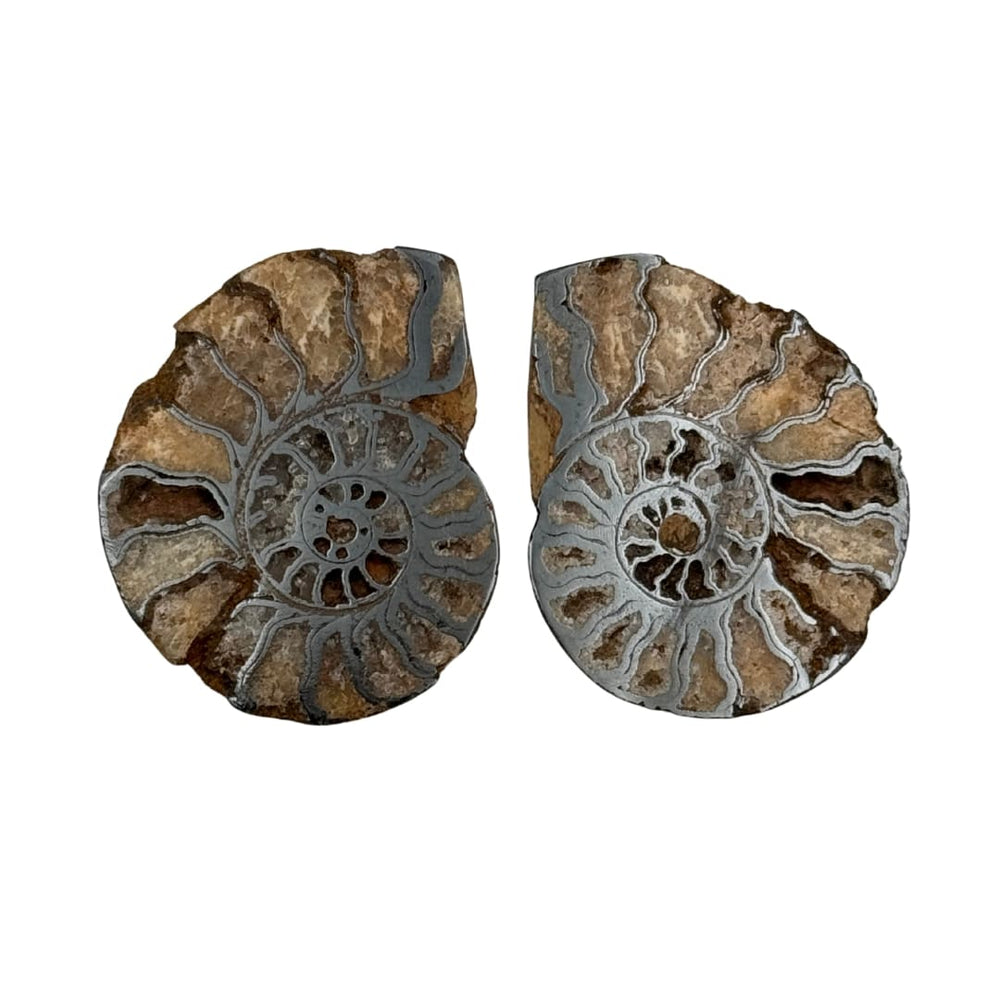 Fossiles authentiques : ammonite pyritisée