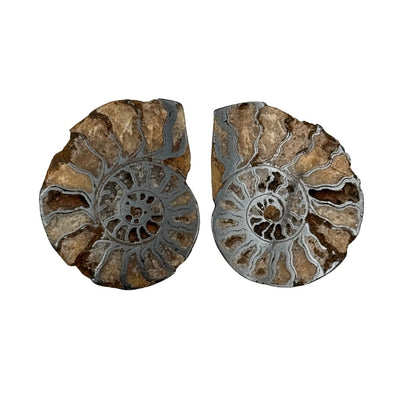 Paire ammonite hematite