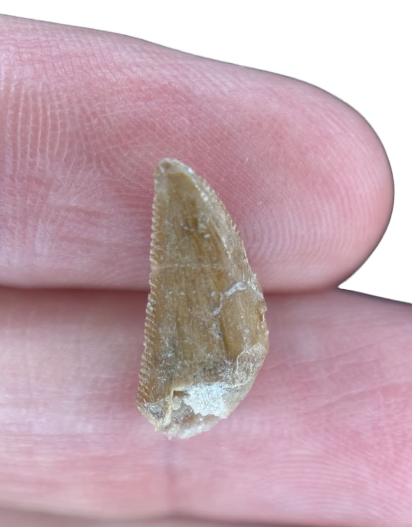 Dent de Dinosaure à Dentelures (Abelisauridae) - Maroc