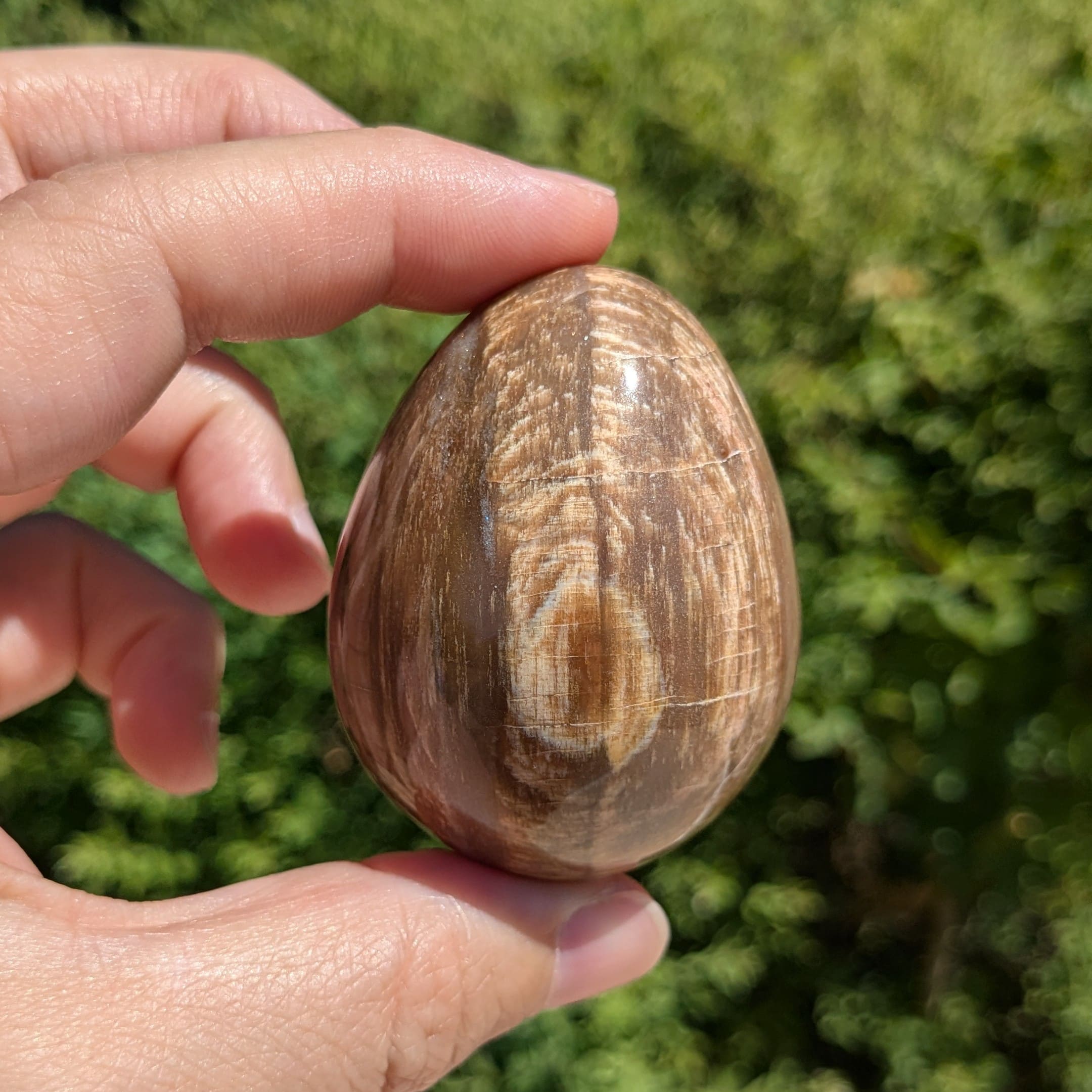 véritable bois fossile forme oeuf