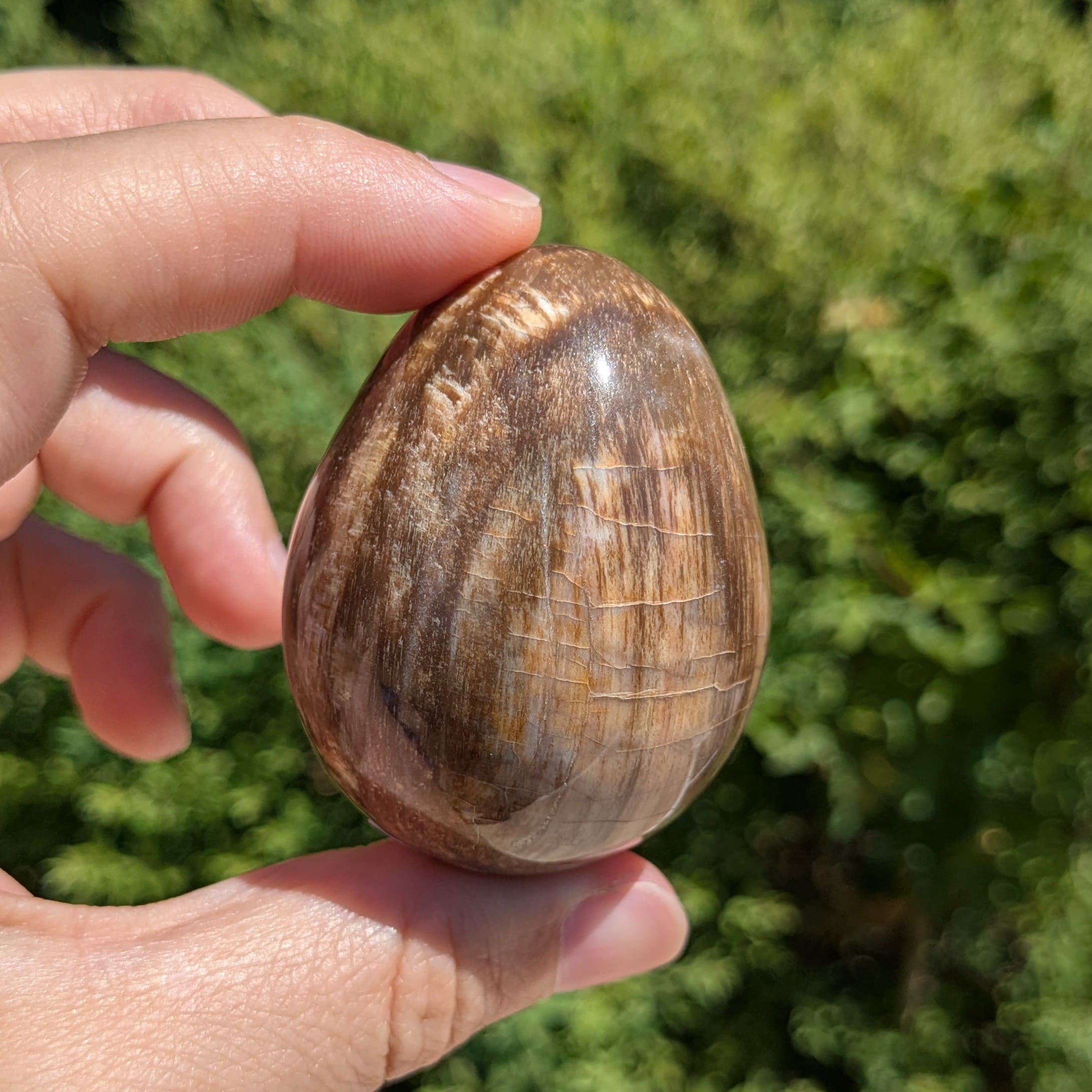 Oeuf bois fossilisé N°31
