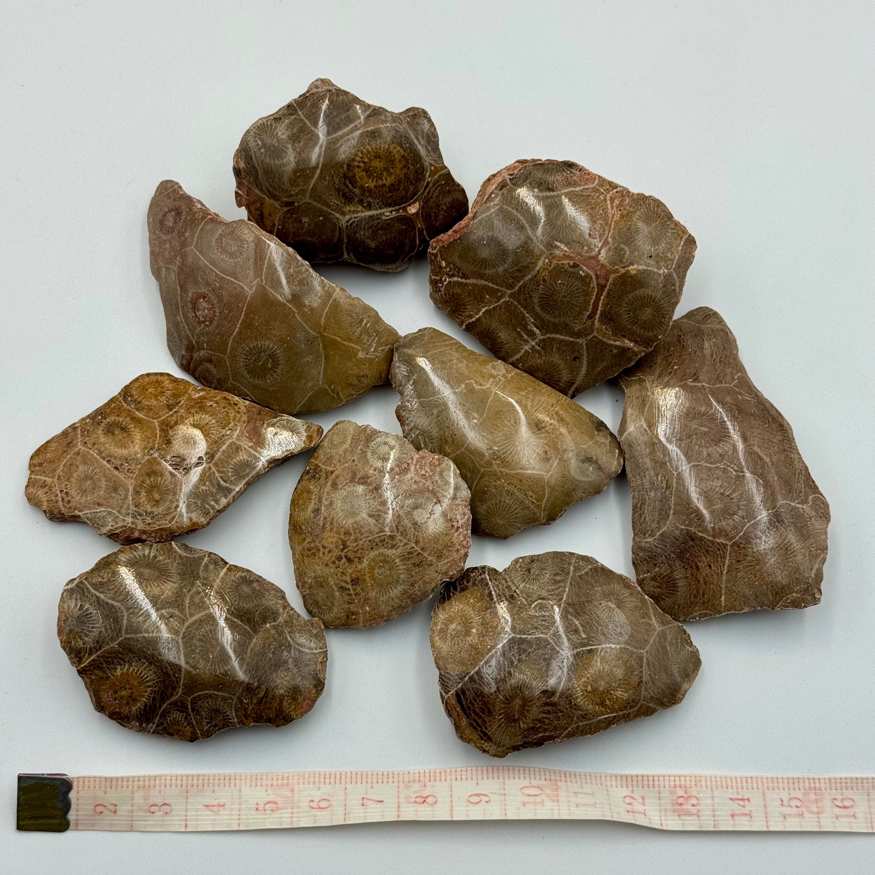 Lot 9 coraux fossiles