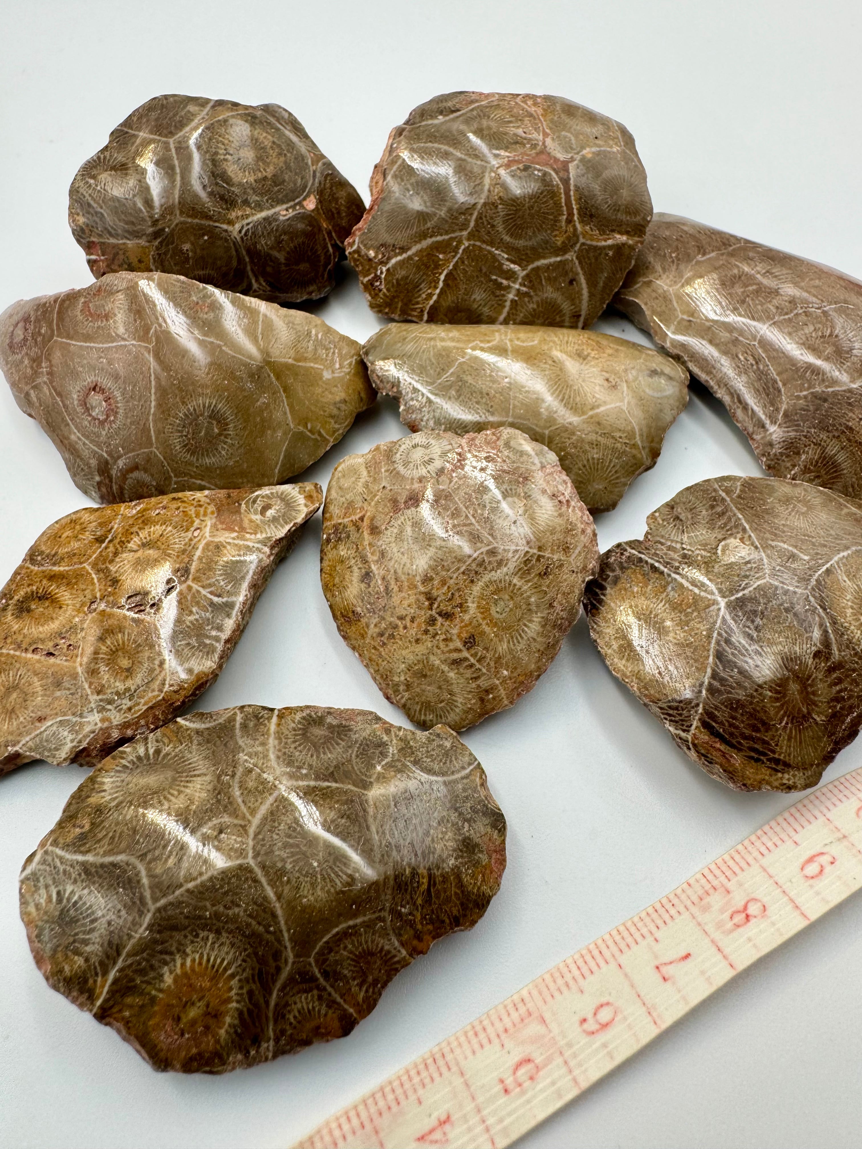 Lot 9 coraux fossiles