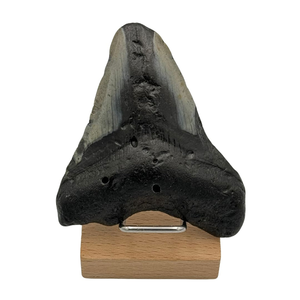 Dent de Megalodon - Fossile authentique