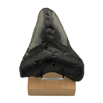 Dent de Megalodon