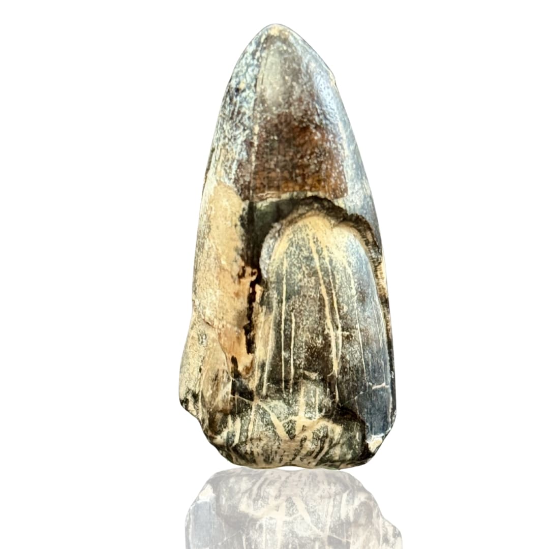 Dent de Sarcosuchus Fossile (100% Naturelle) - Niger