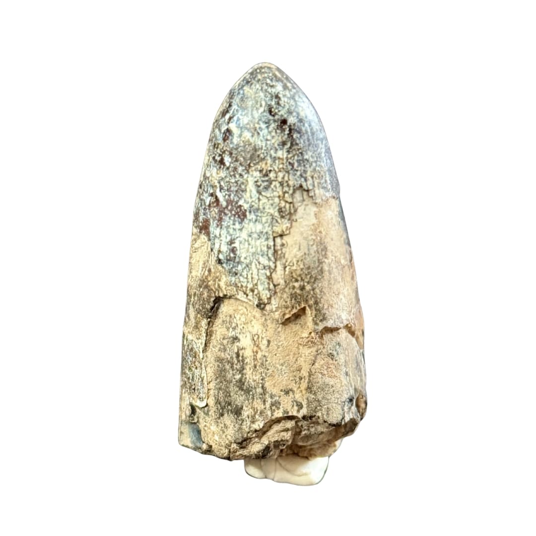 Dent de Sarcosuchus Fossile (100% Naturelle) - Niger