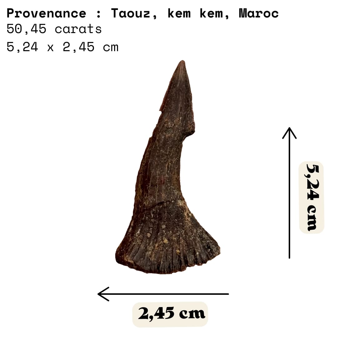 Grande Dent Fossile d'Onchopristis - Maroc