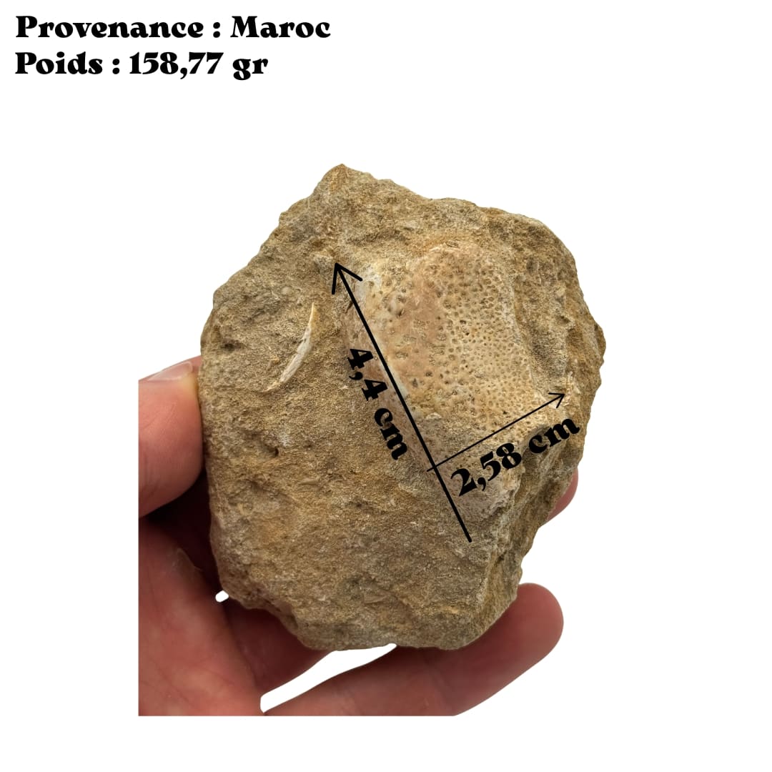 Fossile : Fragment d'os de mâchoire