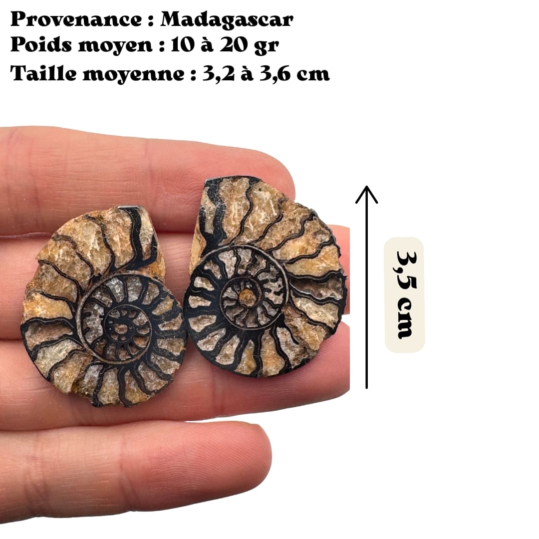 Paire ammonite hematite