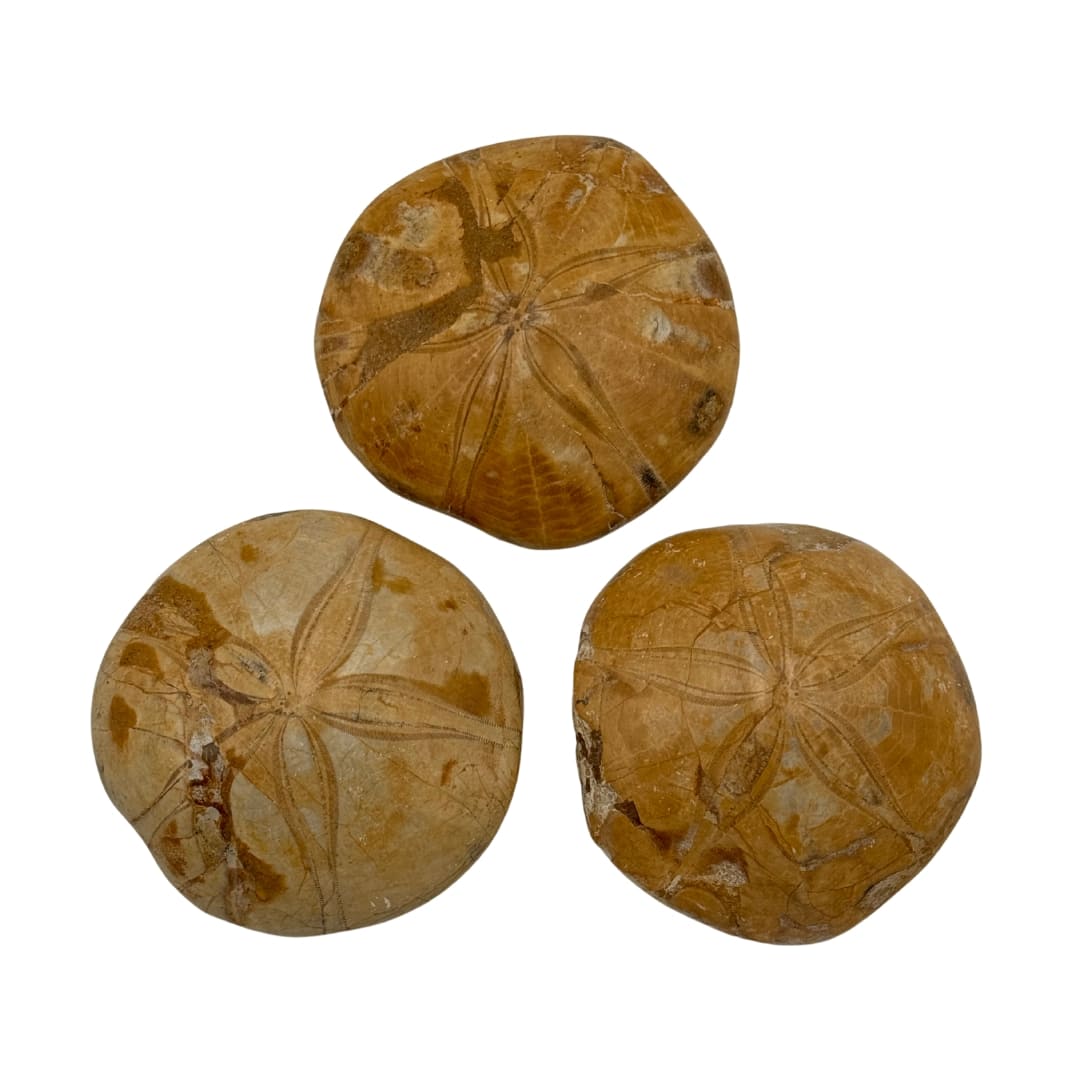 Fossile Oursin Mepygurus depressus - Madagascar