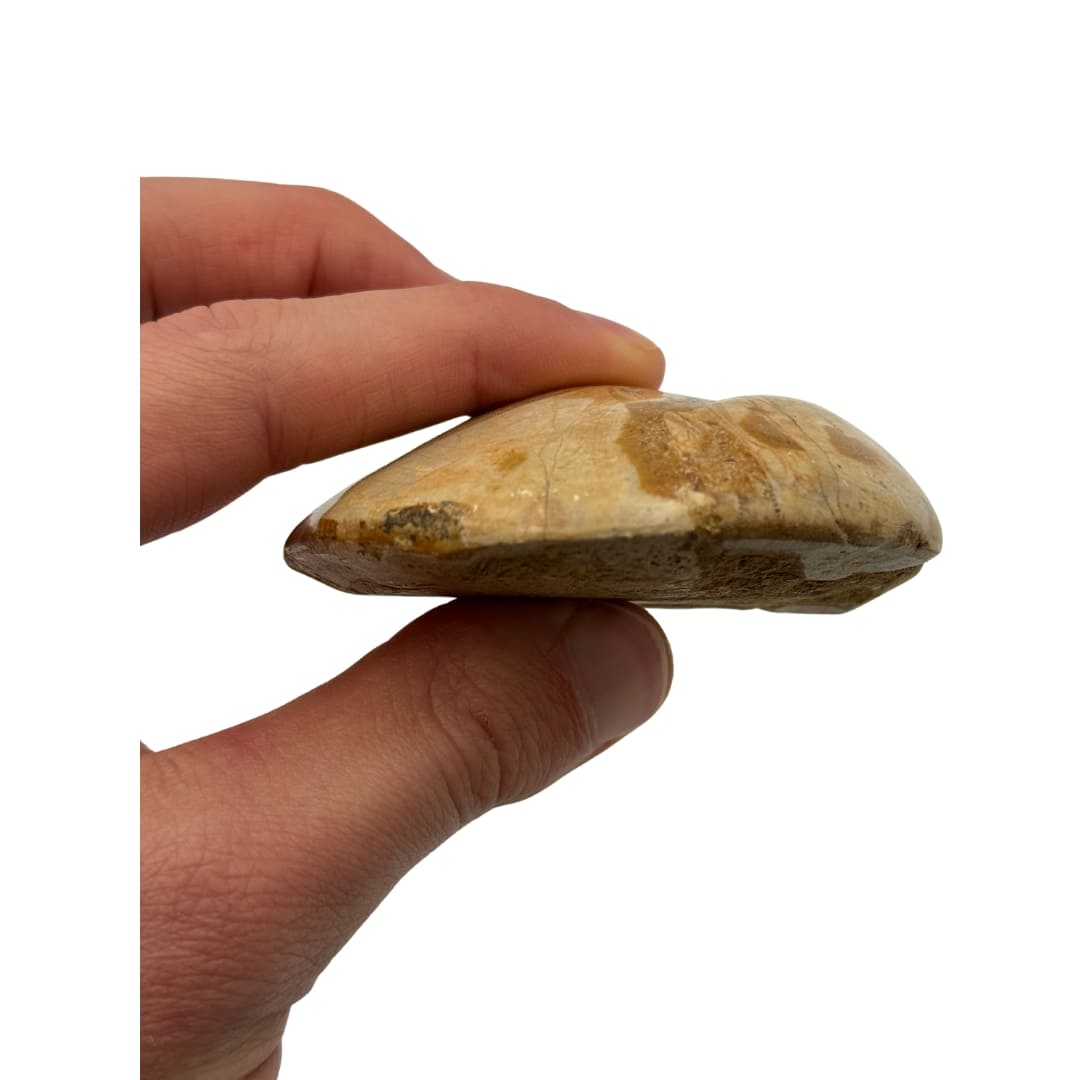 Fossile Oursin Mepygurus depressus - Madagascar