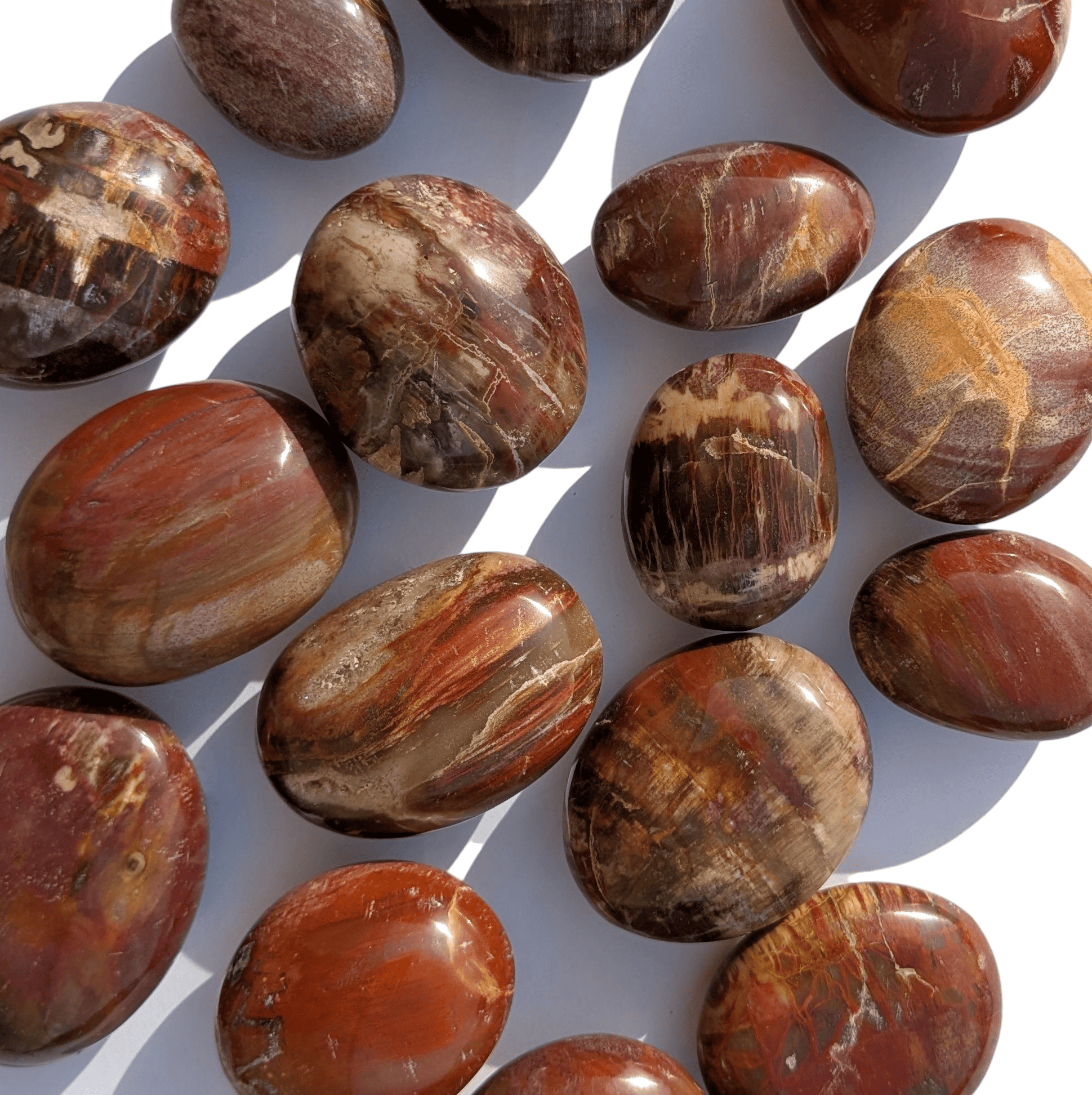 galet bois fossile