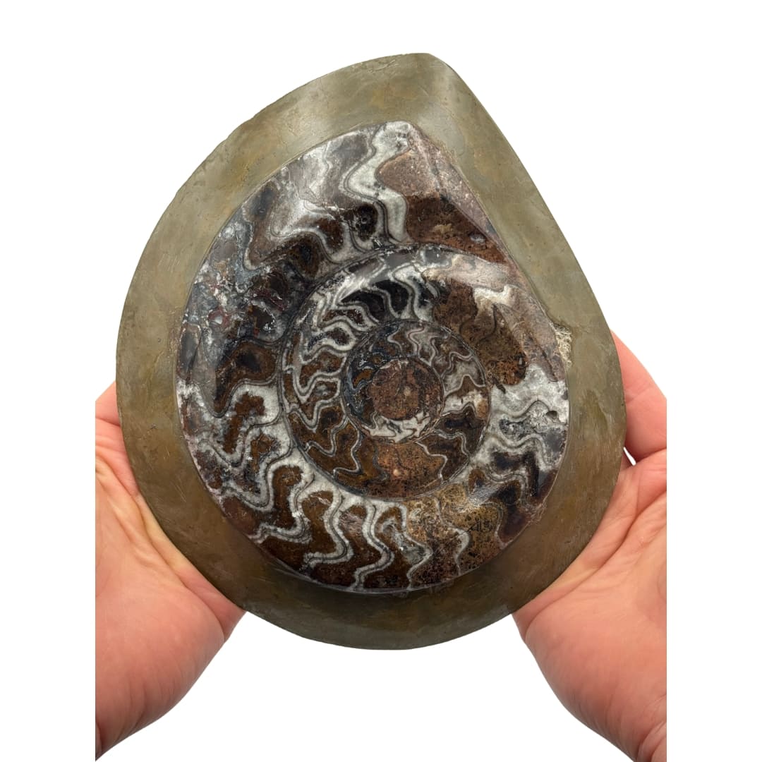 Goniatite Fossile Polie (Dévonien) - Maroc