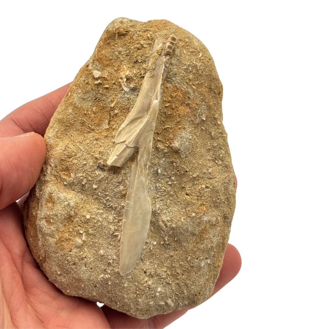 Fossile : mâchoire d'Enchodus