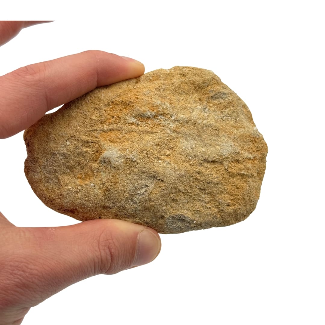 Fossile : mâchoire d'Enchodus