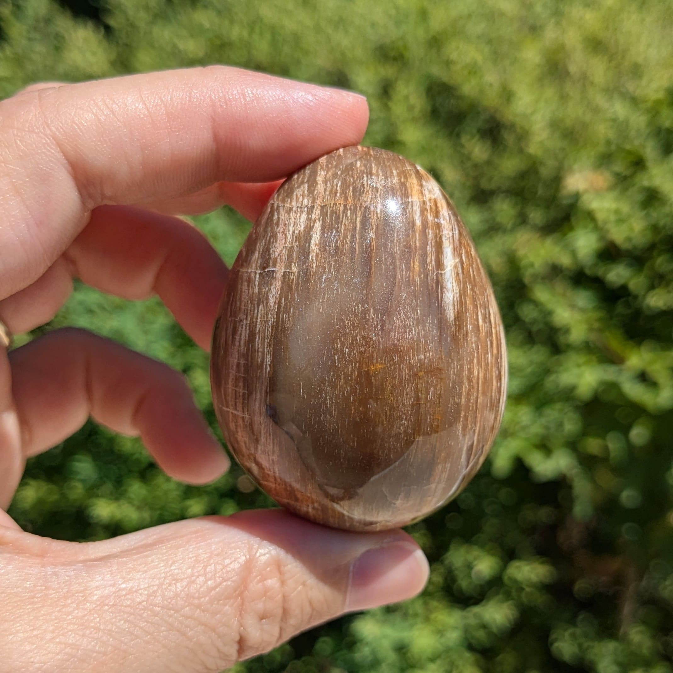 bois fossile en forme oeuf