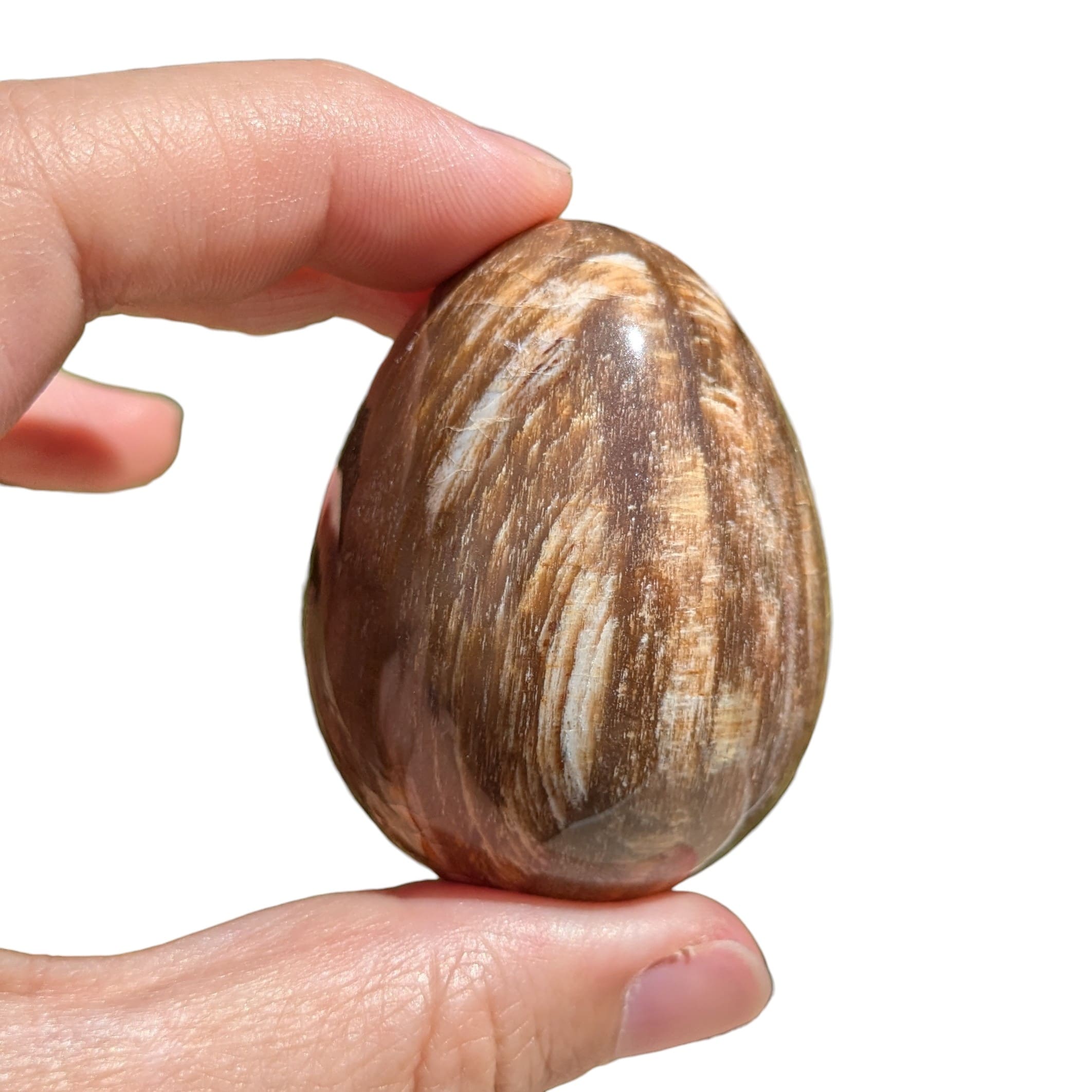 oeuf en bois fossile