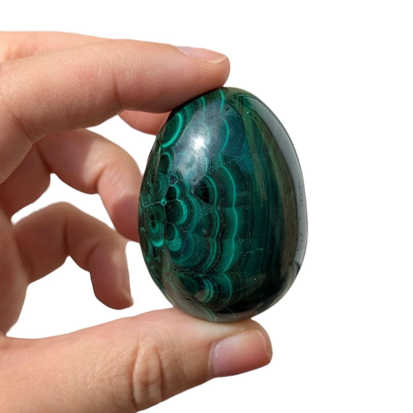 oeuf malachite