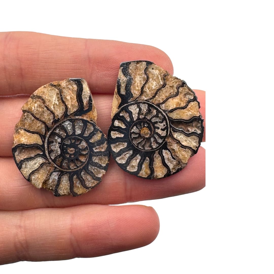 Paire ammonite hematite