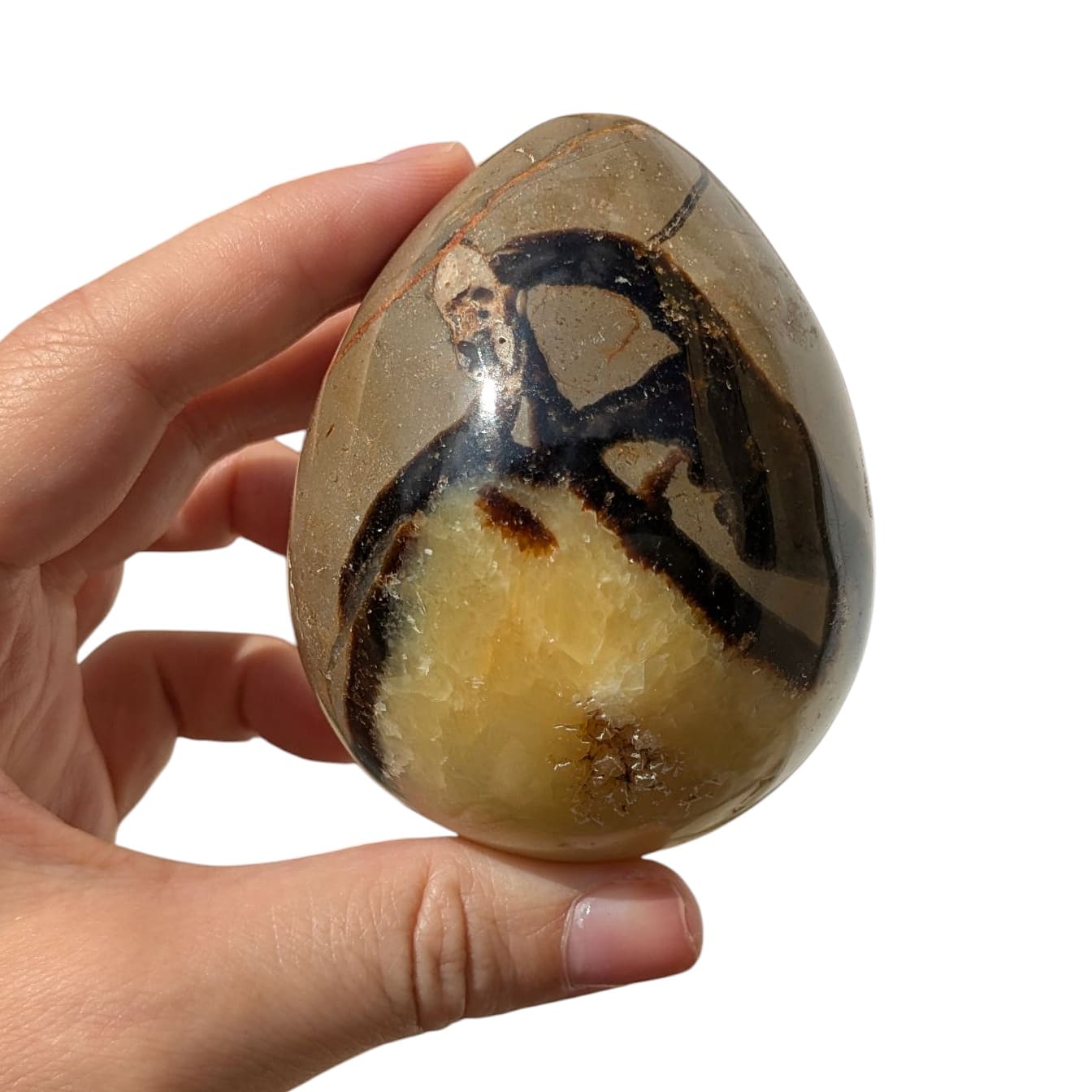 oeuf septaria