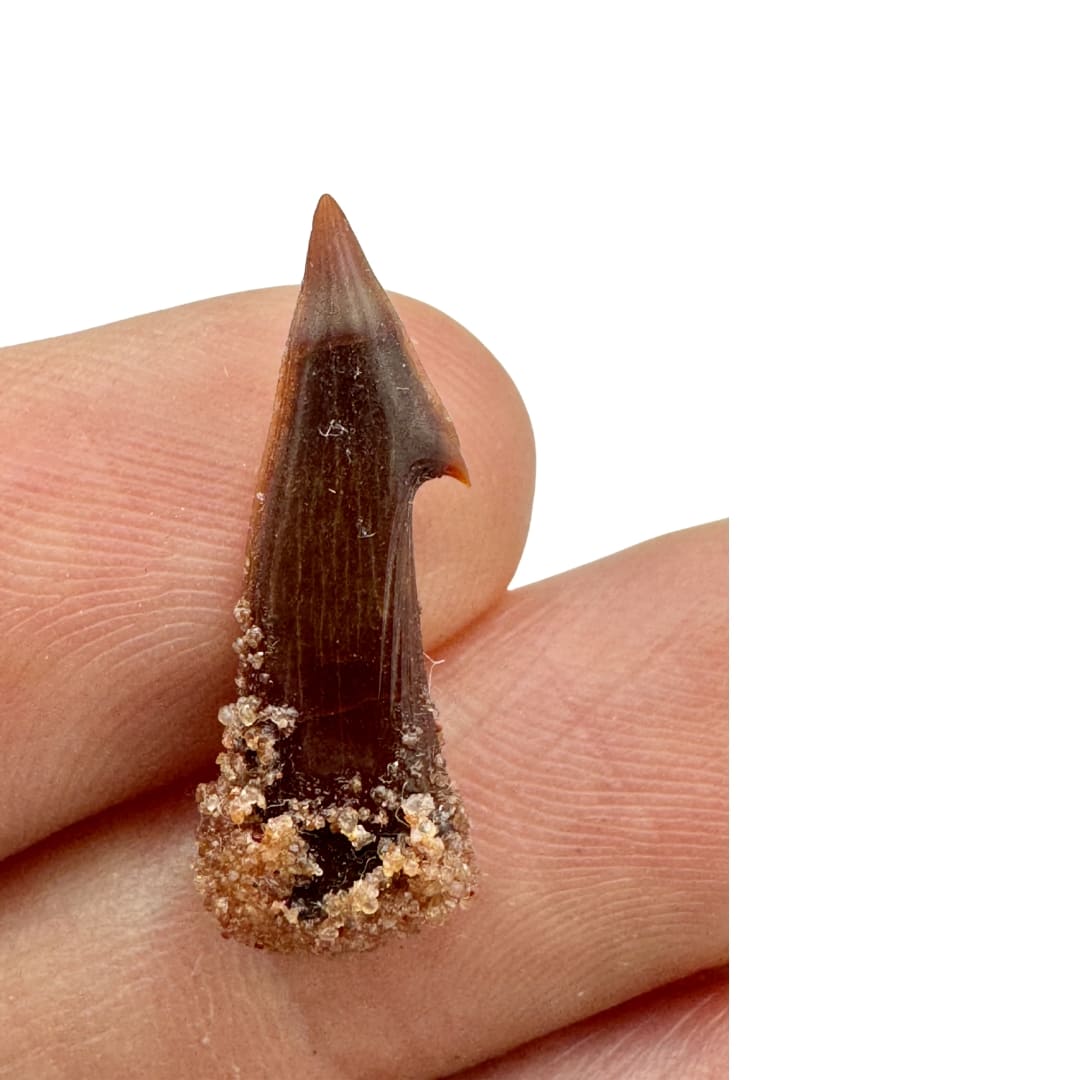 Dent Fossile d'Onchopristis (Poisson-Scie) - Maroc