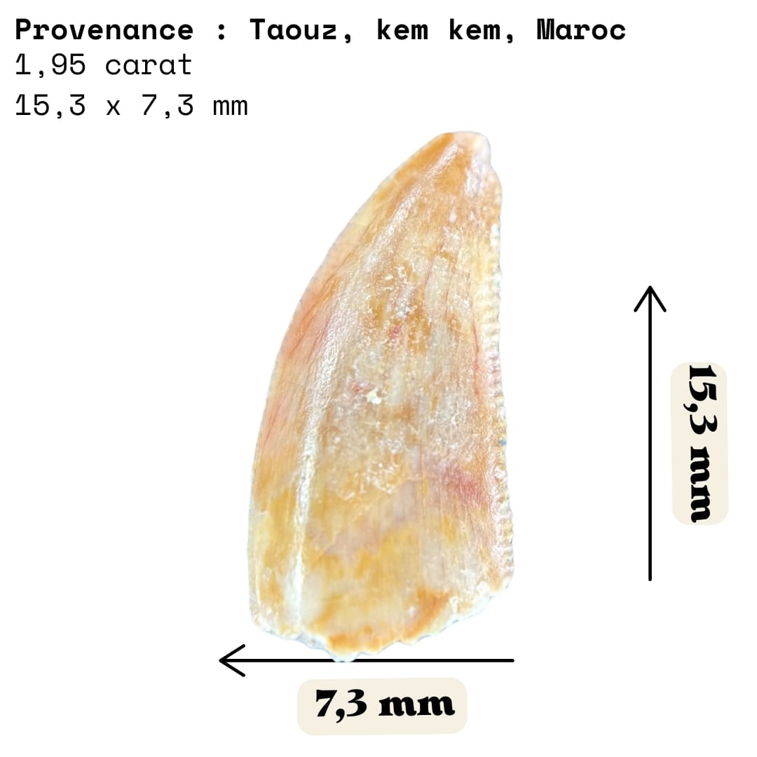 Dent de Dinosaure Carnivore (Abelisauridae) - Maroc