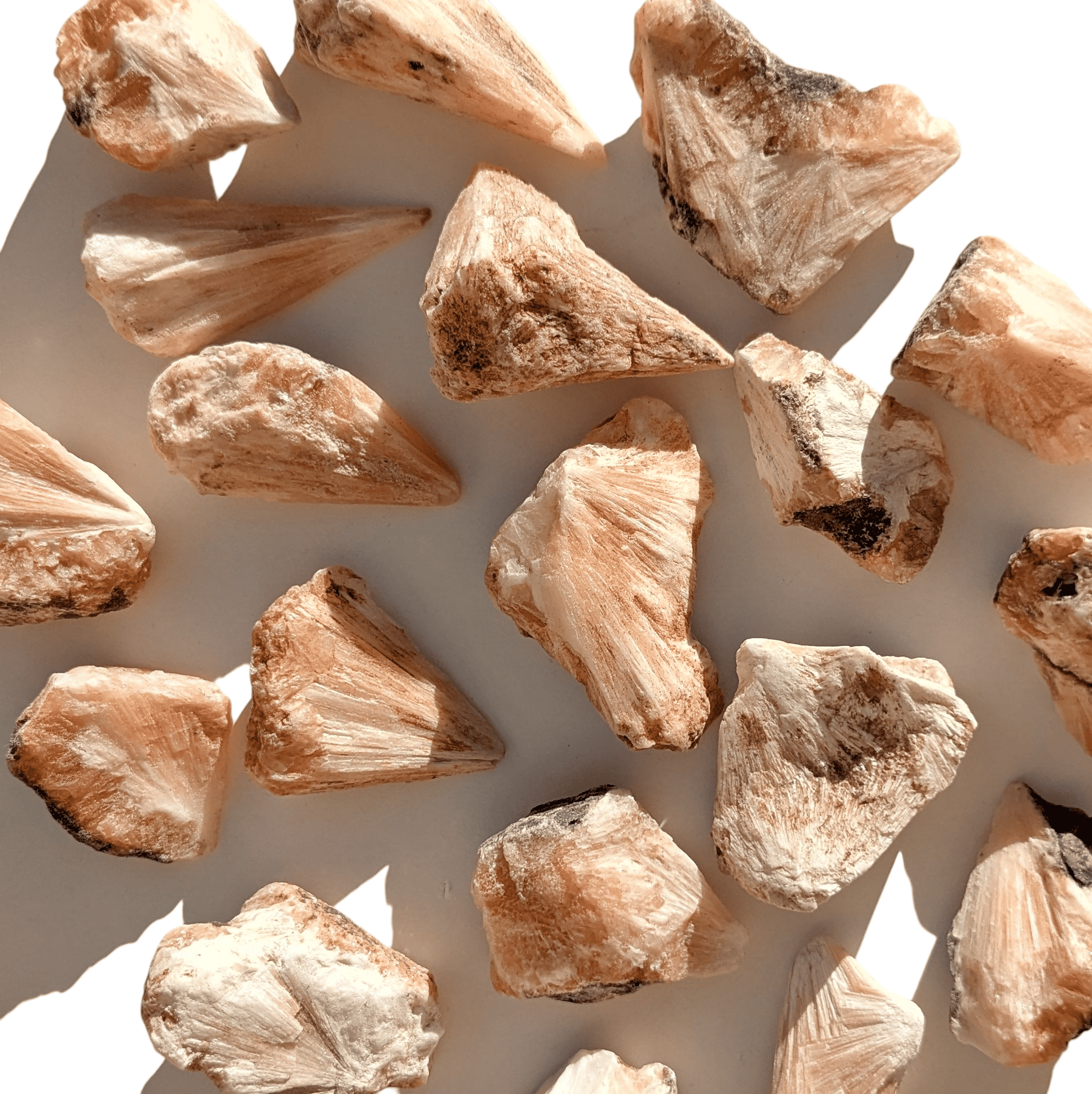 scolecite peche brute