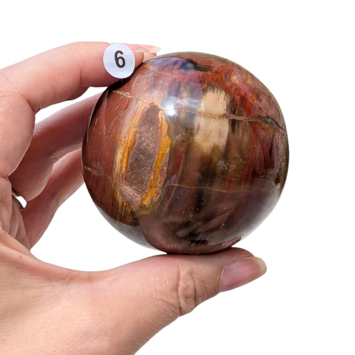 sphere bois fossile