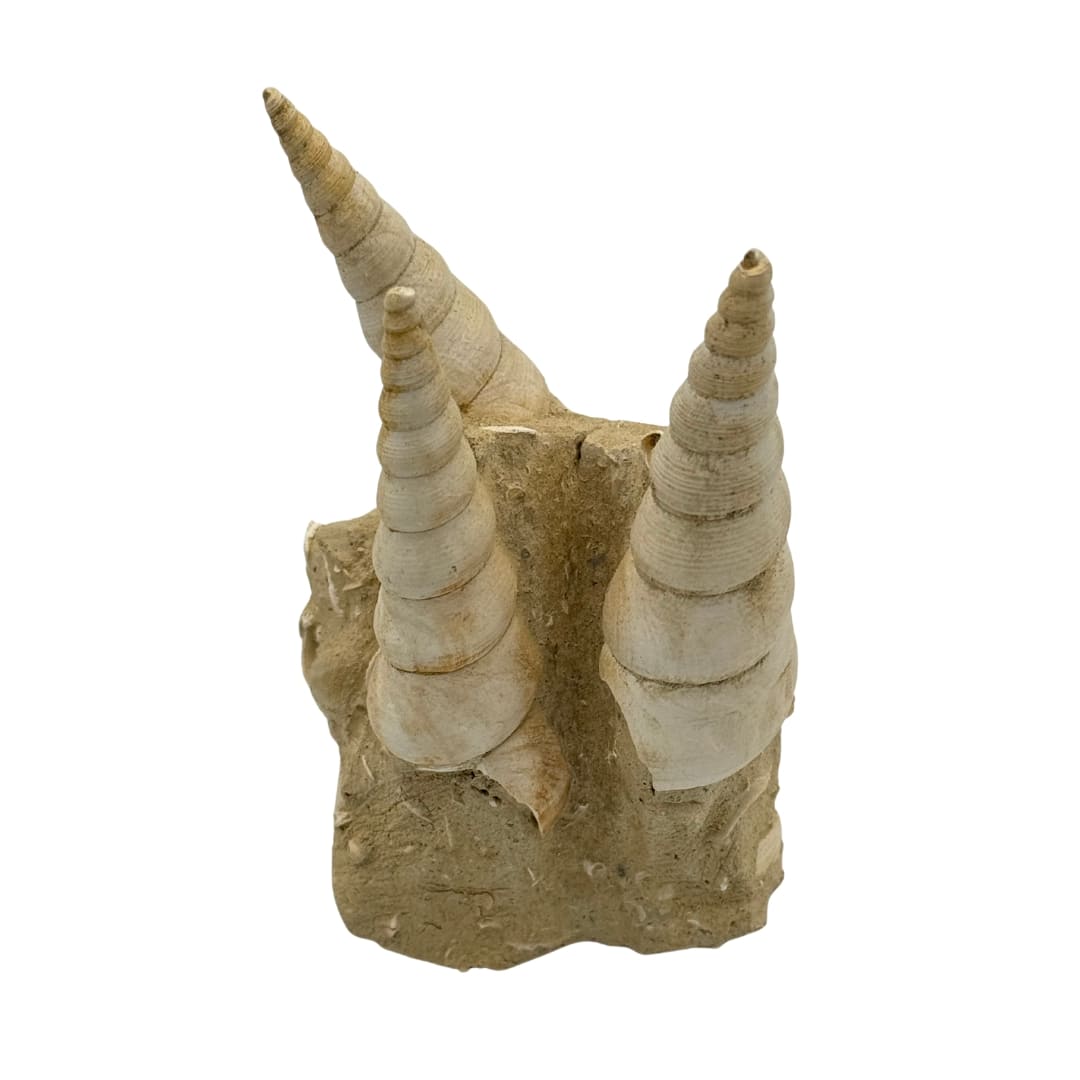 Turitelles sur gangue