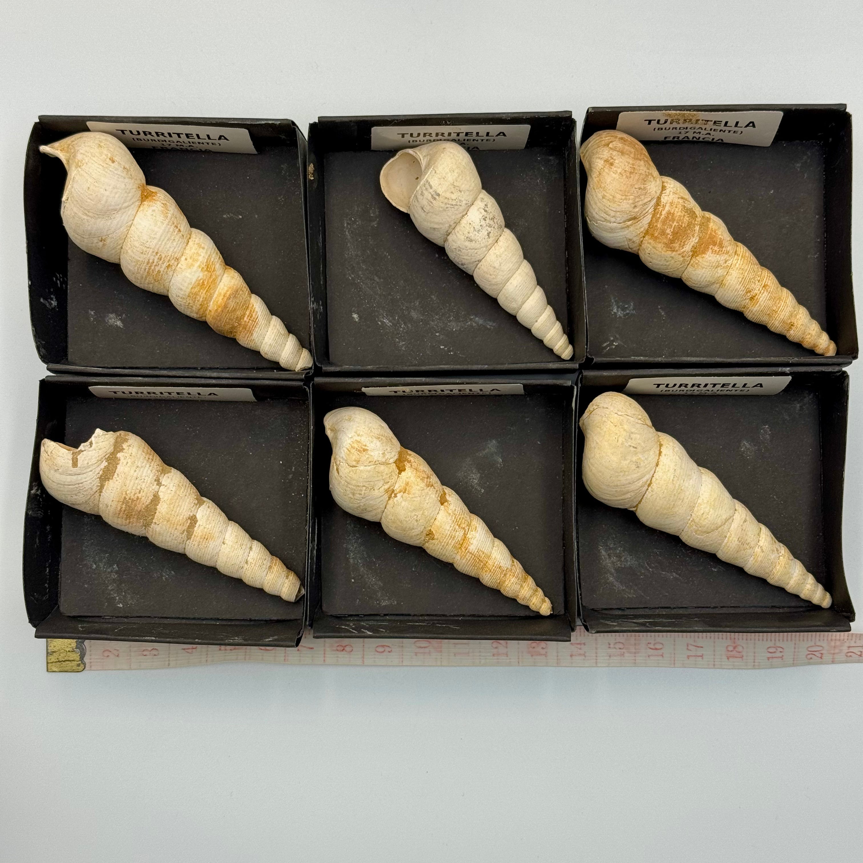 Lot 6 turitelles Française