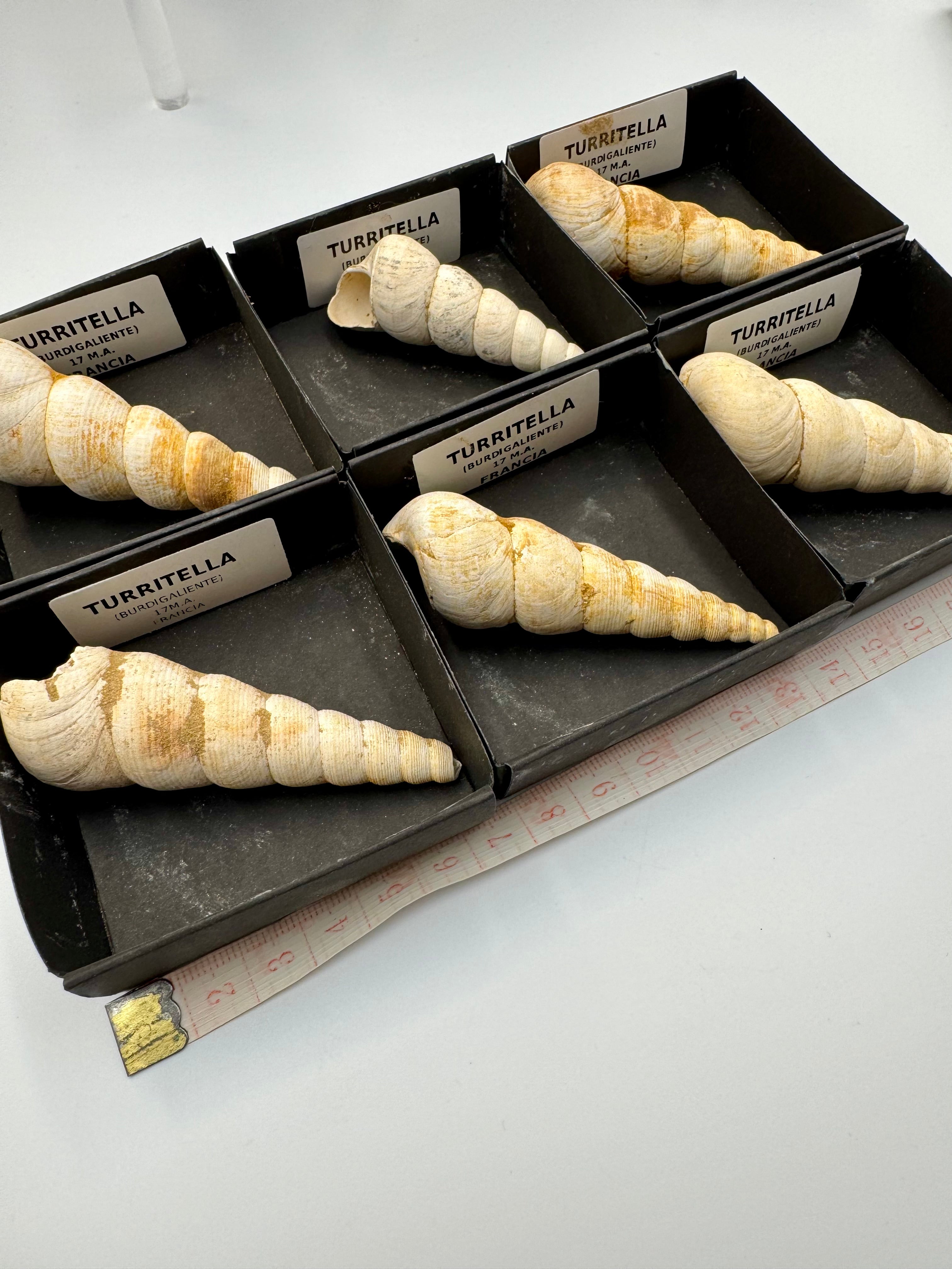Lot 6 turitelles Française