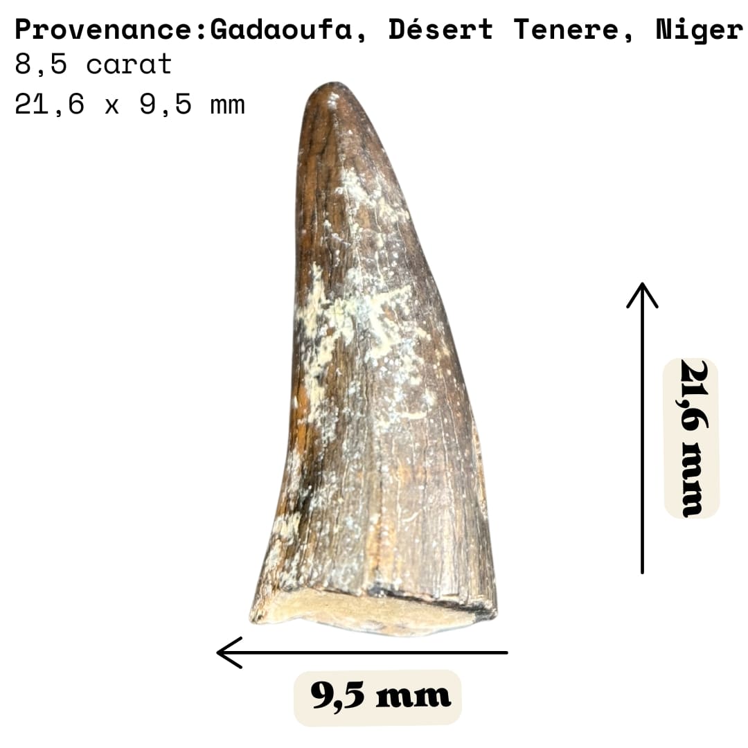 Dent de Crocodile Fossile (Sarcosuchus / Stolokrosuchus) - Niger
