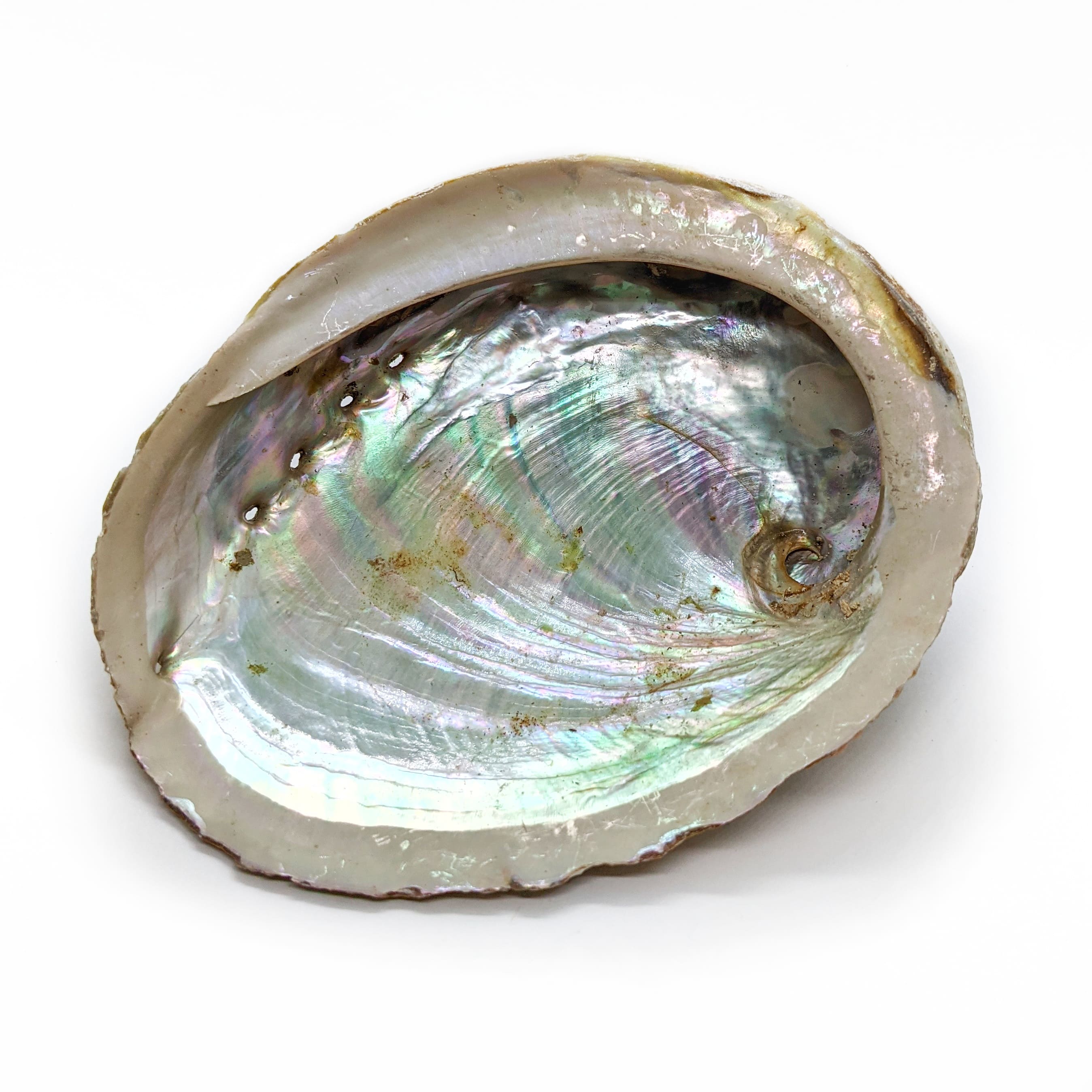 coquille d'abalone